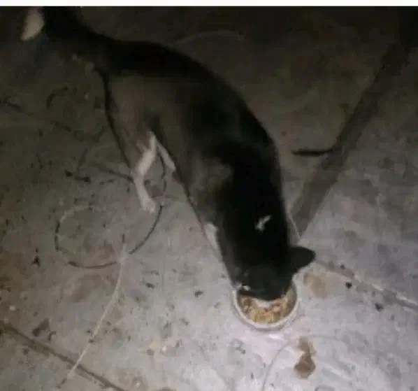 سگ هاسکی|سگ|یزد, |دیوار