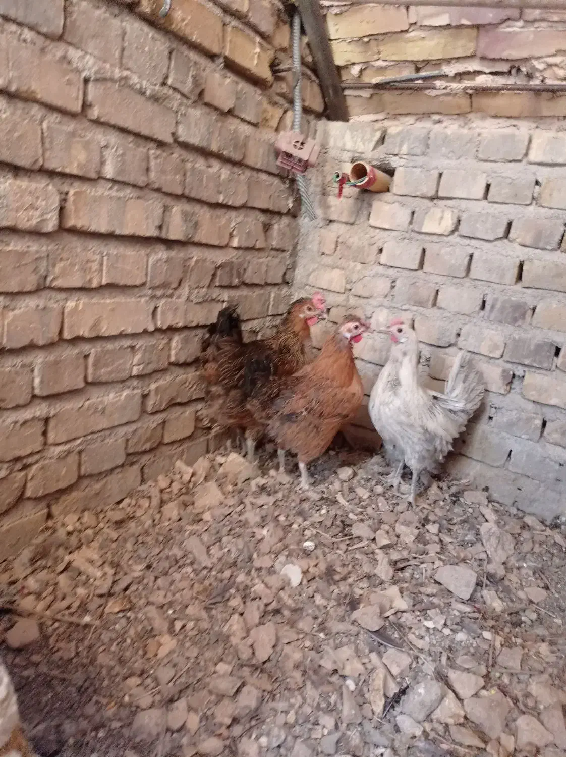 مرغ خانگی تخمگذار|حیوانات مزرعه|اردکان, |دیوار