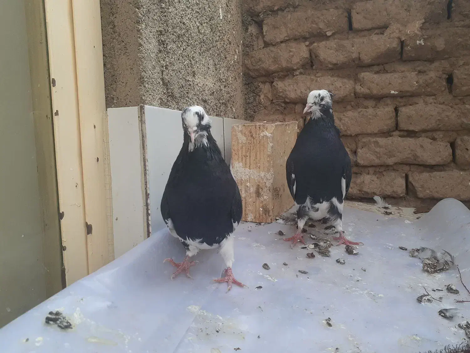 کفتر طوقی شازده|پرنده|نجف‌آباد, جعفرآباد|دیوار