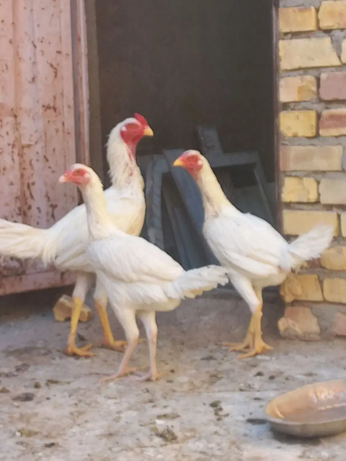 ۱خروس لاری ۲تا مرغ لاری|پرنده|خواف, |دیوار