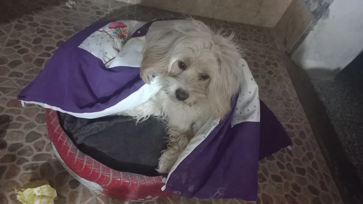 سگ شیتزرتریز|سگ|لاهیجان, کوی آزادگان|دیوار