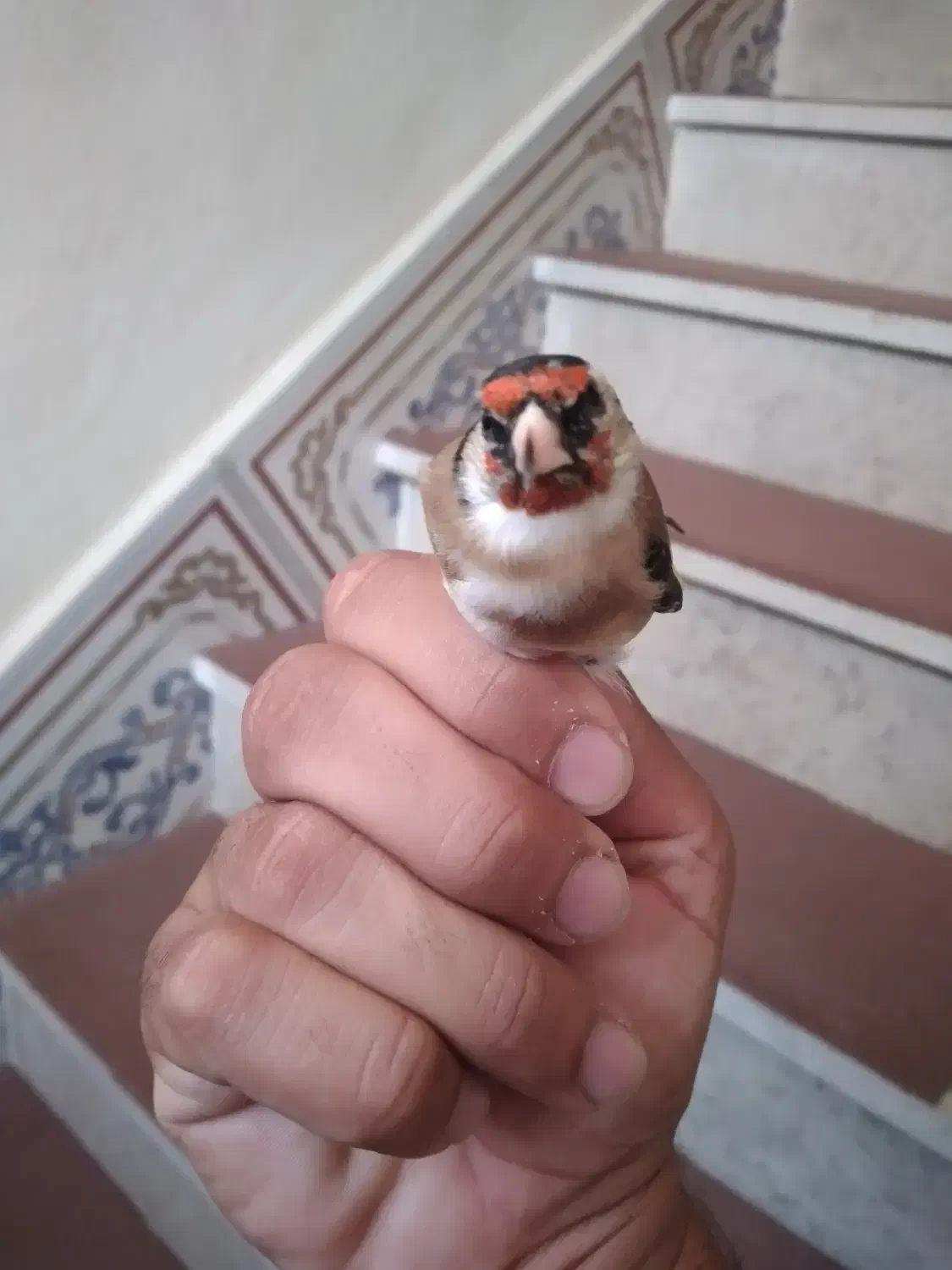 سهره نیم خال تک|پرنده|سرپل ذهاب, |دیوار