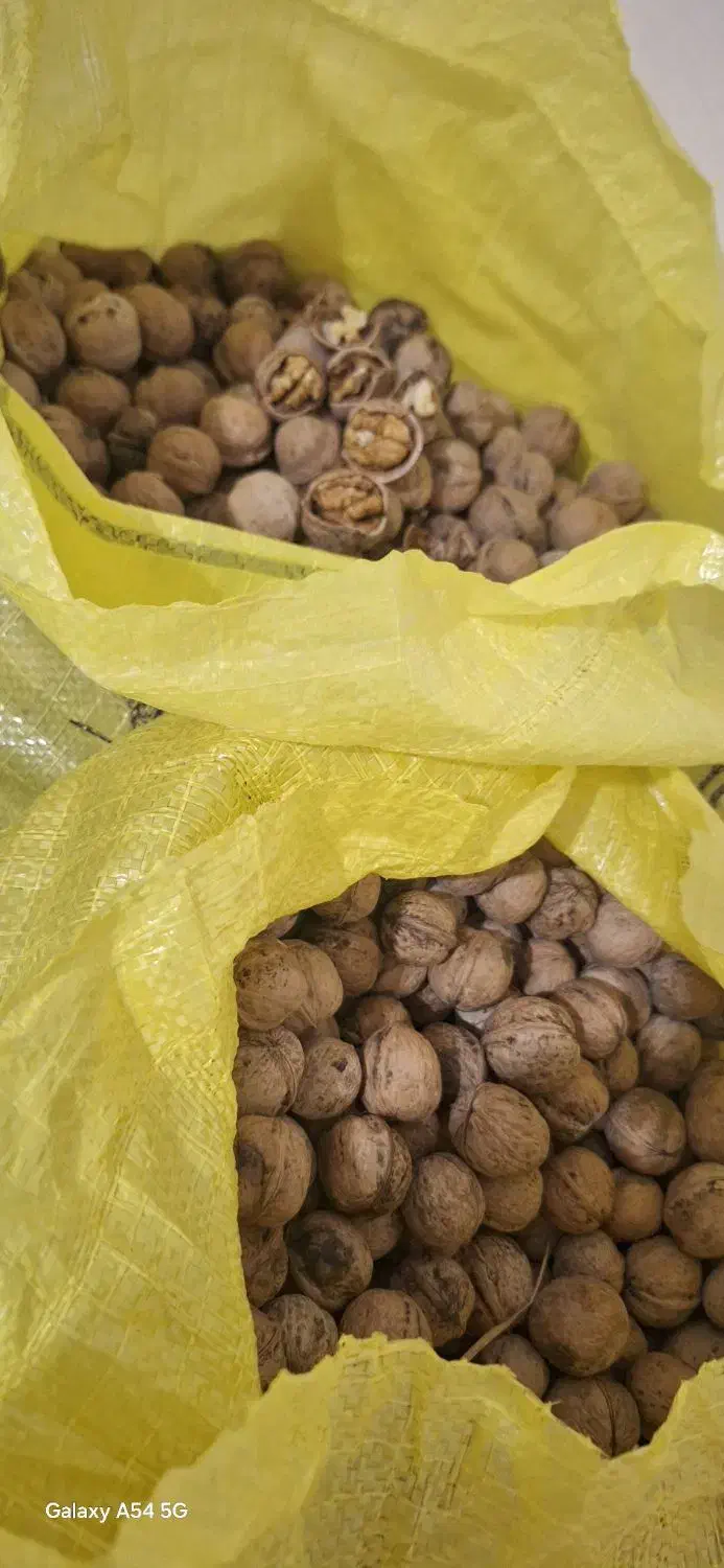 توجه گردوی امسال به شرط خوشمزگی بدون شیمیایی|خوردنی و آشامیدنی|میاندوآب, |دیوار