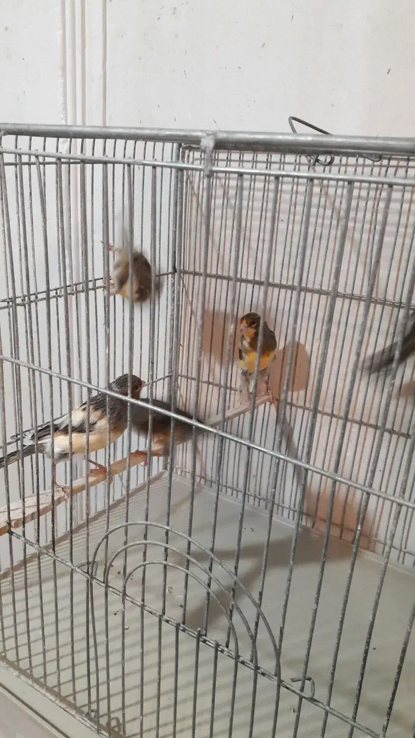 قناری نر شلاقی و مست (خوشرنگ)|پرنده|اصفهان, قلعه طبره|دیوار