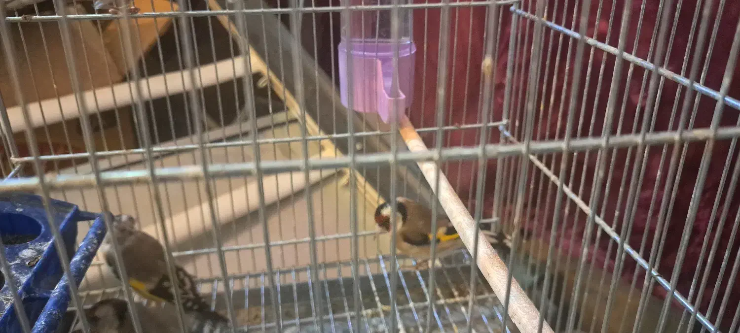 فروش سهره|پرنده|جونقان, |دیوار