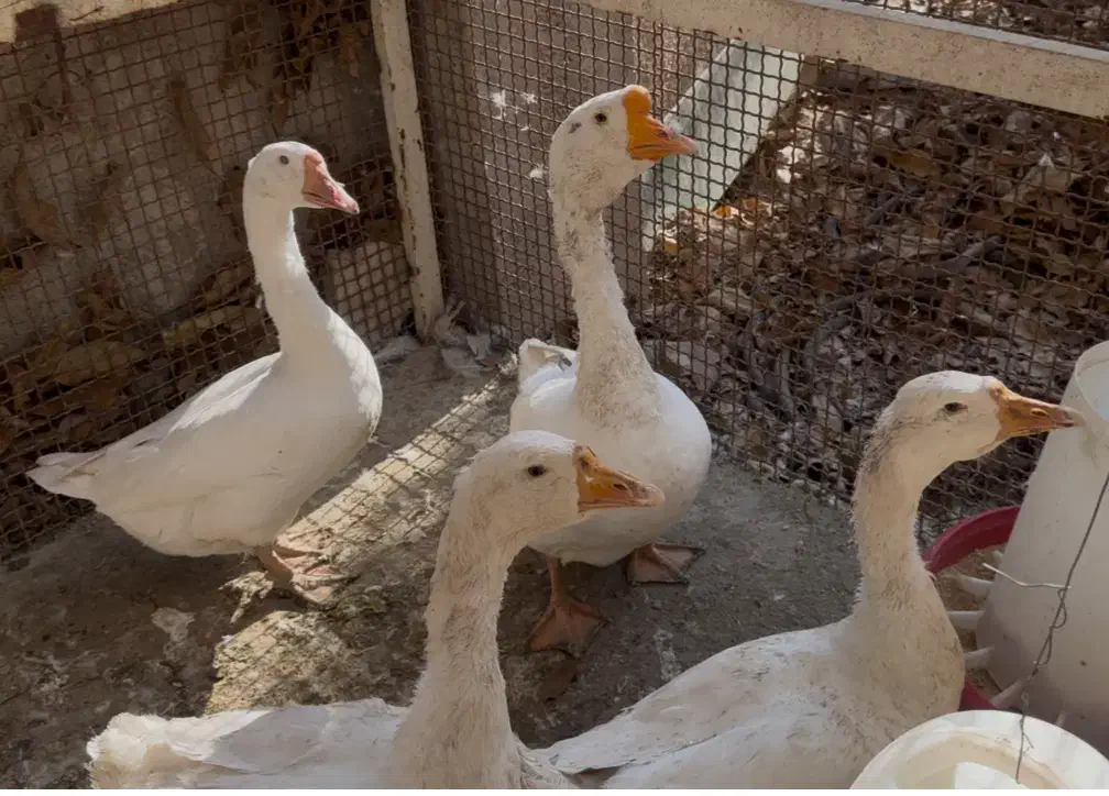 قوغاز لیندا|حیوانات مزرعه|کوهسار (البرز), |دیوار