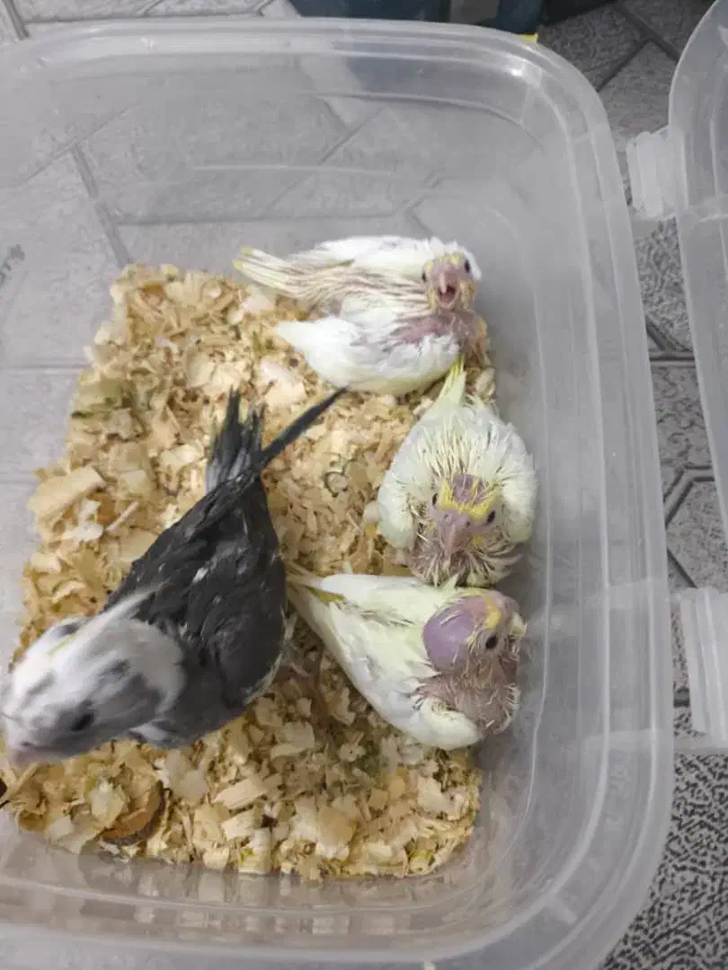 جوجه عروس سرلاکی لوتینو و وایت فیس|پرنده|عسلویه, |دیوار