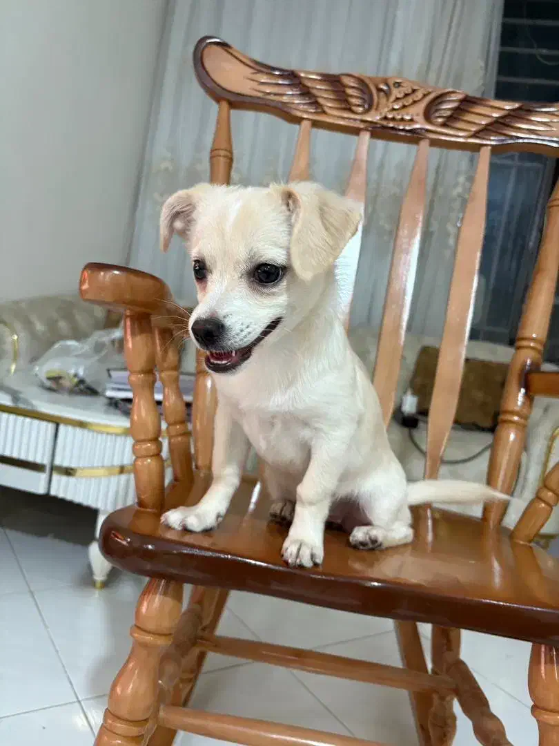 سگ ماده|سگ|شاهینشهر, نسیم ۵|دیوار