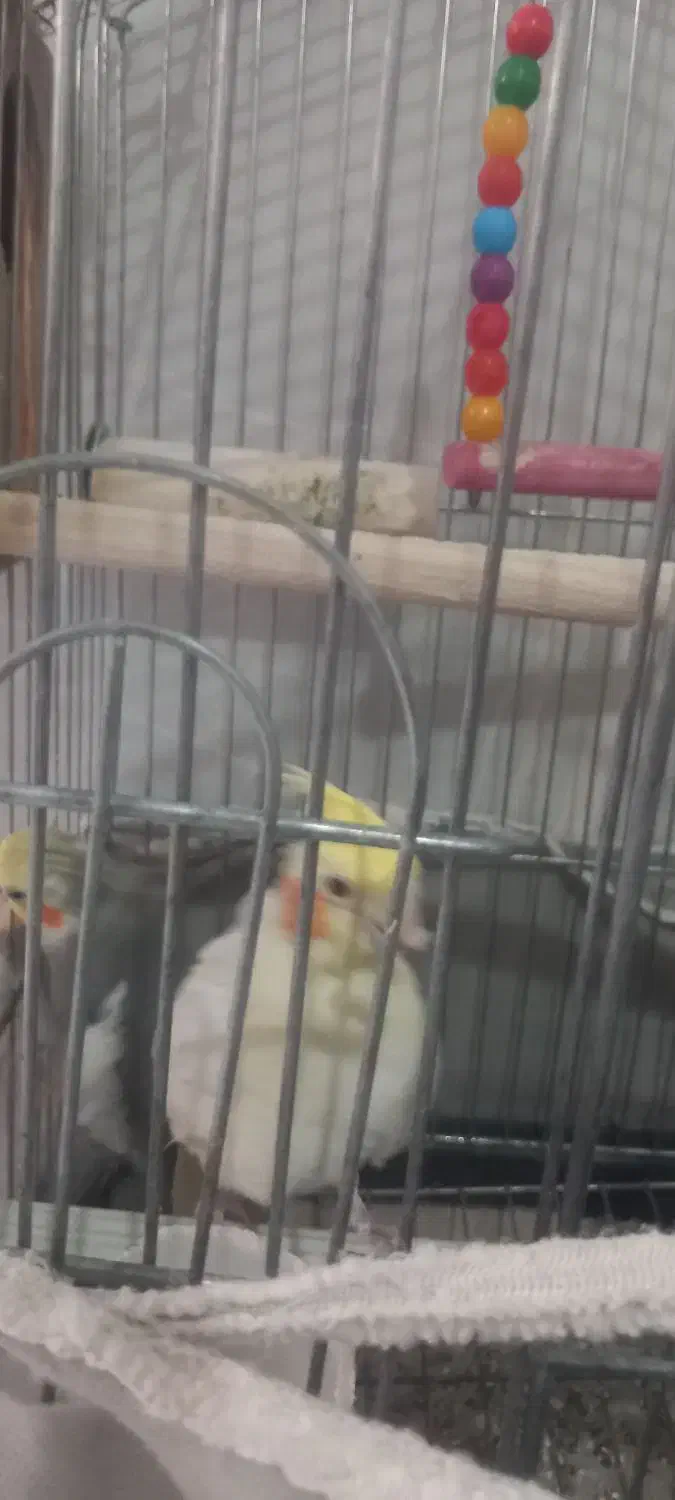 سه عددعروس هلندی|پرنده|گرمسار, |دیوار