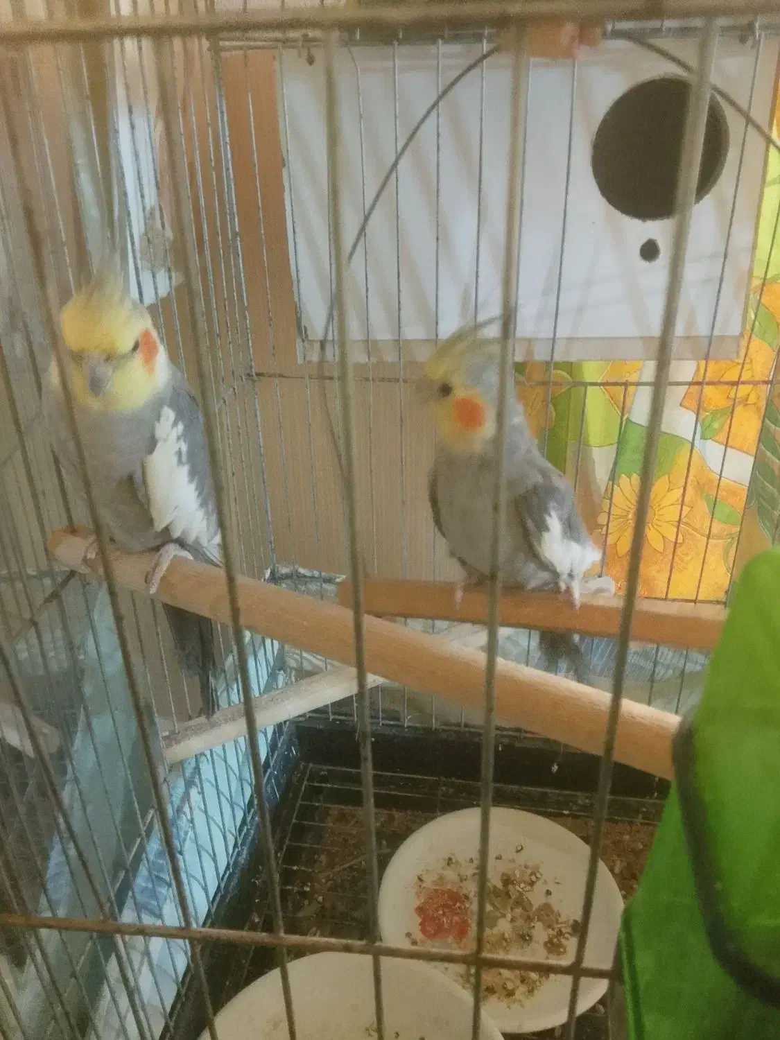 عروس هلندی بالغ|پرنده|پاکدشت, پاکدشت (مامازند)|دیوار