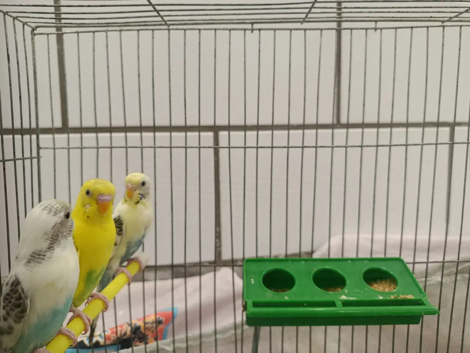 مرغ عشق|پرنده|فرخشهر, |دیوار