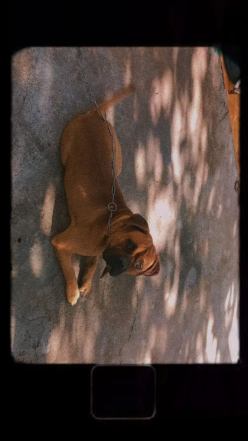 باکسر المانی پیتبول، ژرمن، مالینویز|سگ|بم, |دیوار