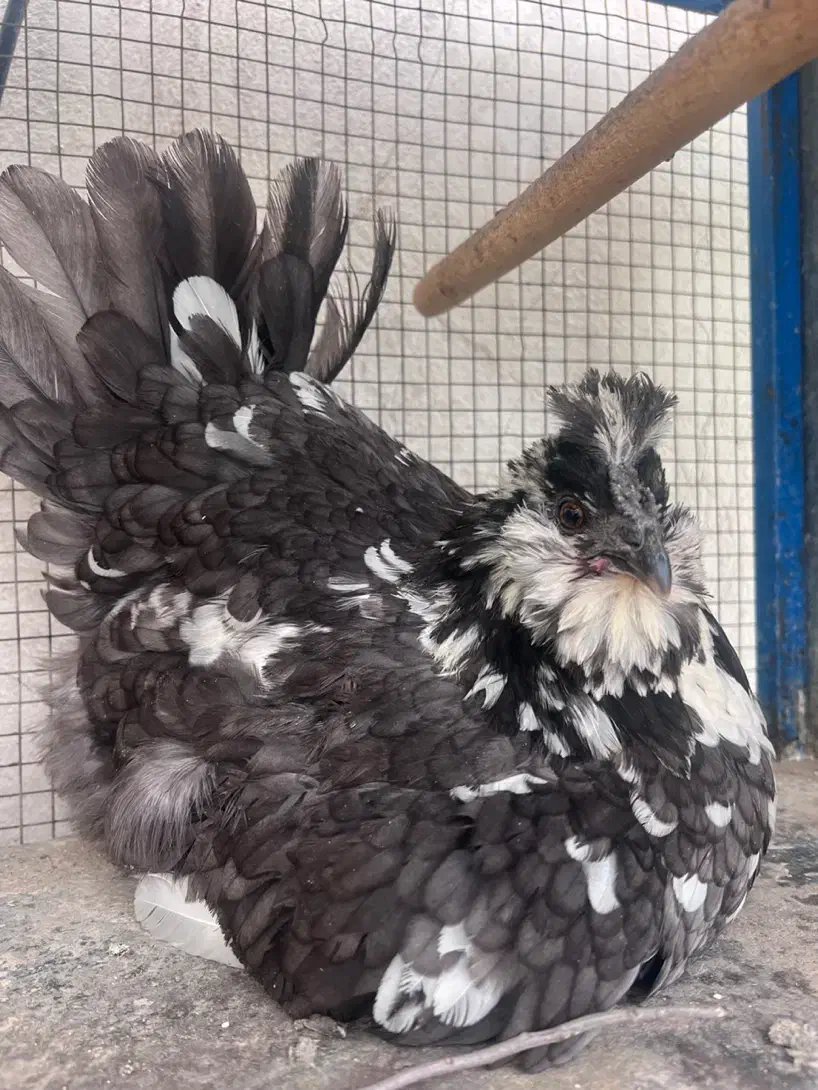 تخم مرغ گلین طوسی|حیوانات مزرعه|فیروزآباد (فارس), |دیوار