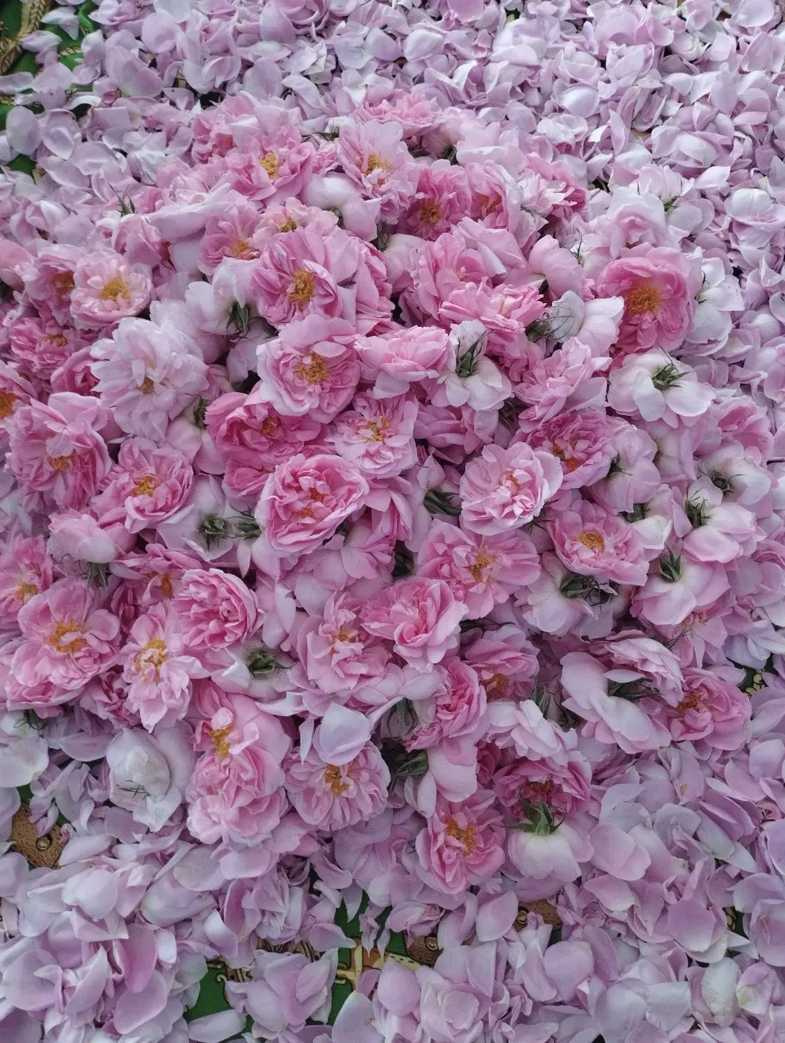 گل محمدی|گل و گیاه طبیعی|اسدآباد, |دیوار
