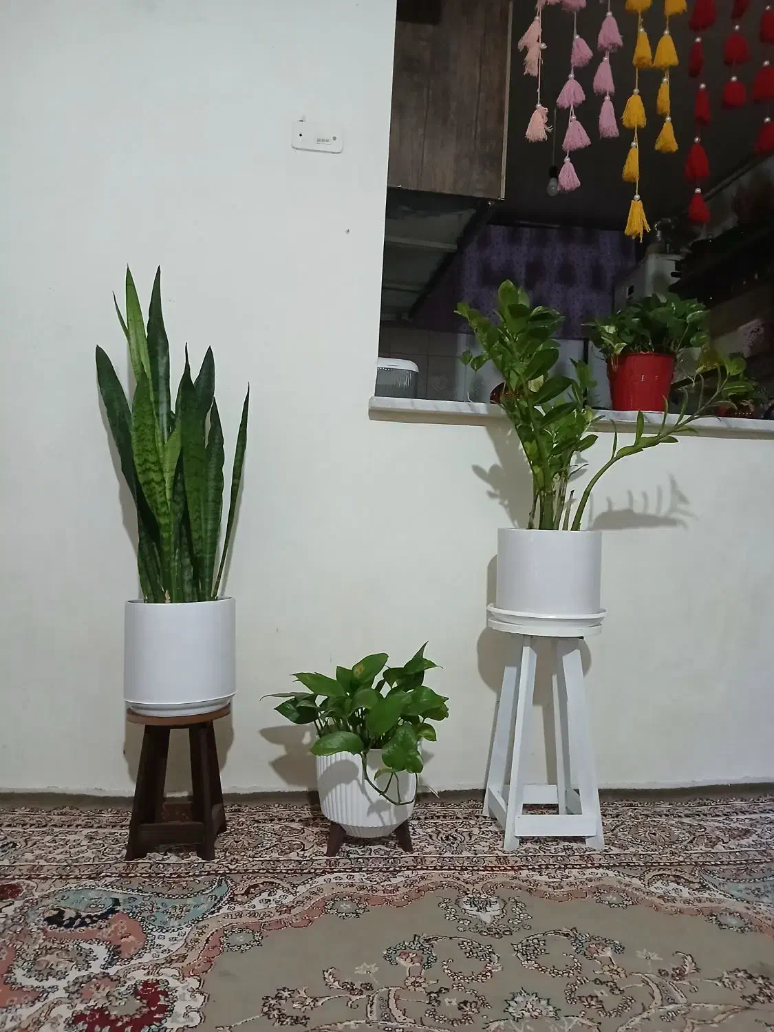 گل وپایه|گل و گیاه طبیعی|نهبندان, |دیوار