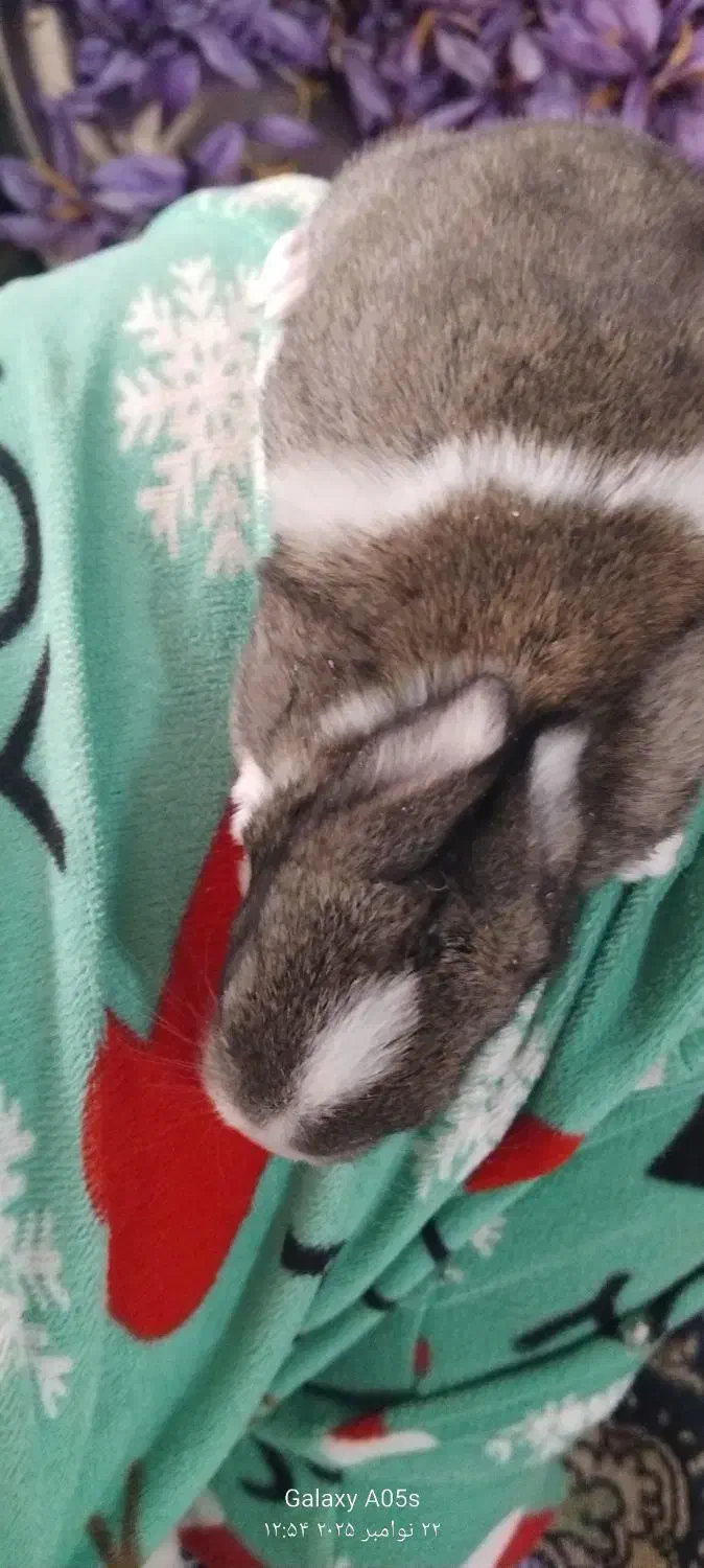 بچه خرگوش کوچولو گوگولی|موش و خرگوش|تربت جام, مطهری|دیوار