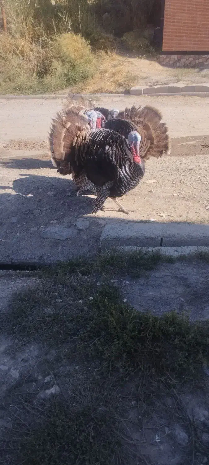 بوقلمون نر اصل محلی|حیوانات مزرعه|مهاباد (آذربایجان غربی), |دیوار