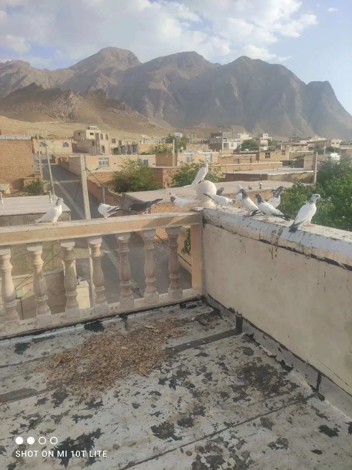 کفتر|پرنده|داران, |دیوار