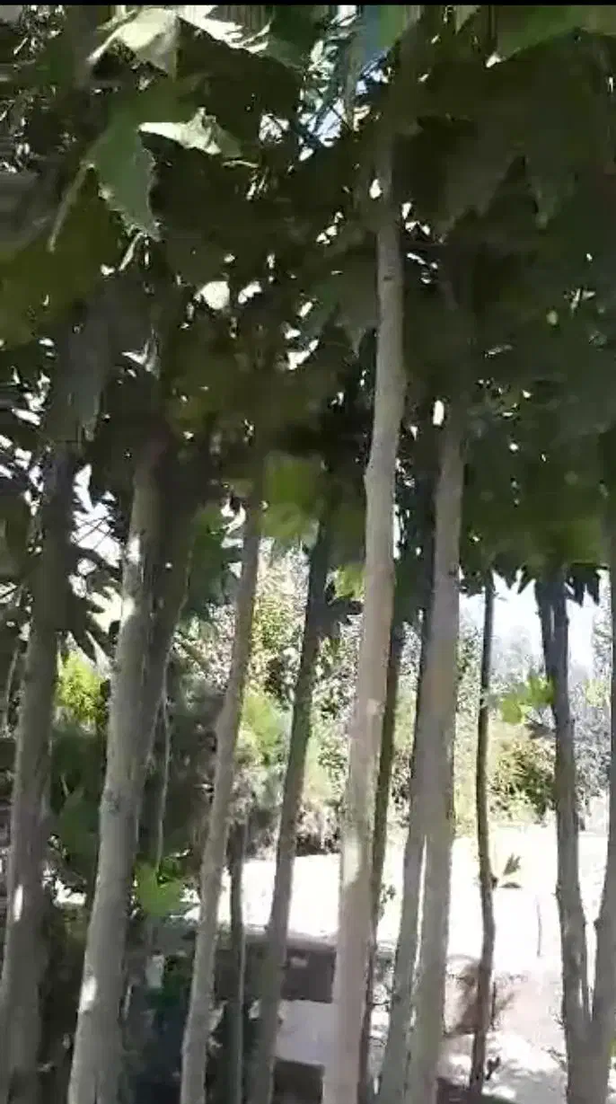 درخت چنار|گل و گیاه طبیعی|احمدآبادمستوفی, |دیوار