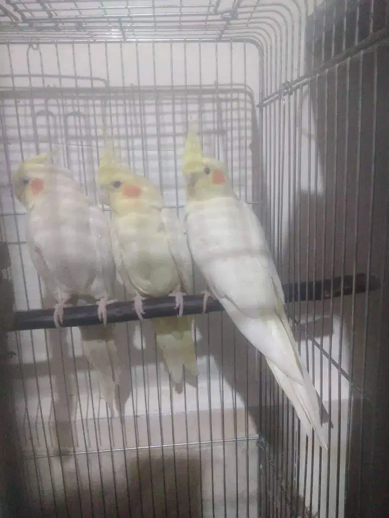 فروش عروس هلندی خوش صدا کامفیروز|پرنده|کر, |دیوار