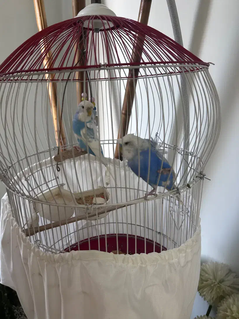 مرغ عشق پروانه ای|پرنده|شهریار, شهریار|دیوار