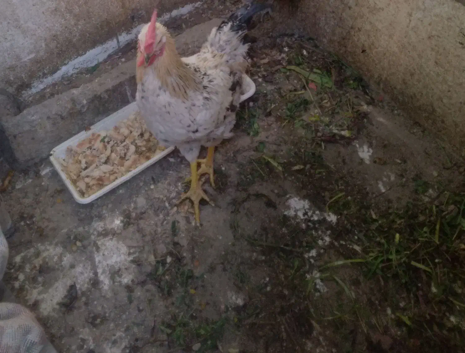 سلام خروس محلی|حیوانات مزرعه|محمدشهر, شهرک پیام (مهرالبرز)|دیوار