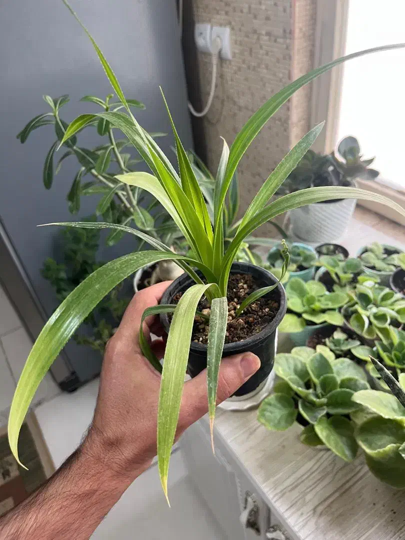 پاندانوس ابلغ|گل و گیاه طبیعی|رباطکریم, رباطکریم|دیوار