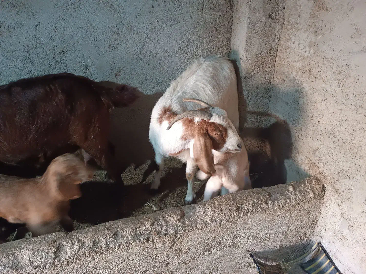 فروش میش و بز|حیوانات مزرعه|سمنان, |دیوار