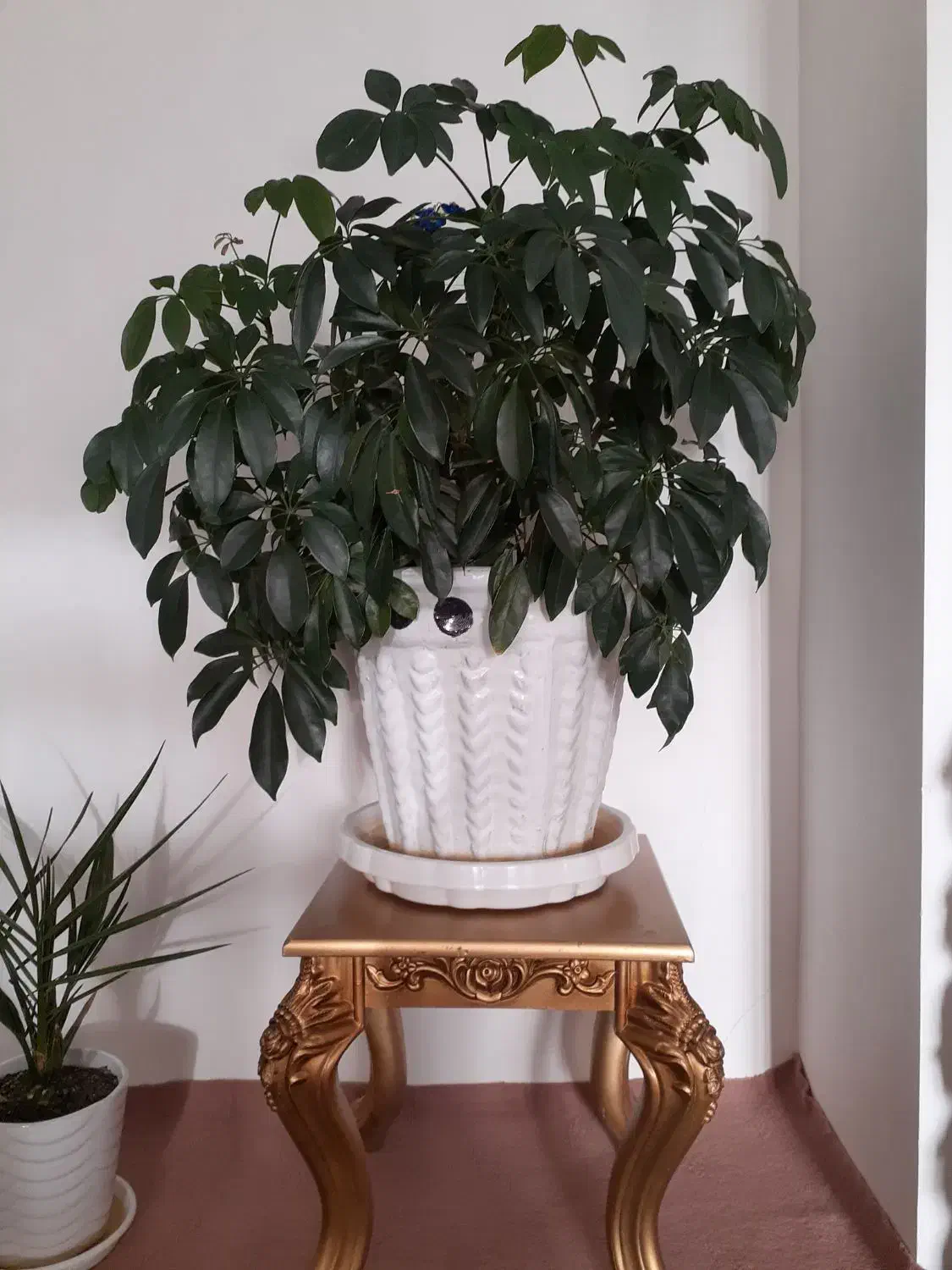 گل شفلر|گل و گیاه طبیعی|بیلوار, |دیوار