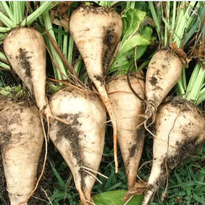 چغندر قند|عمدهفروشی|قائمشهر, |دیوار