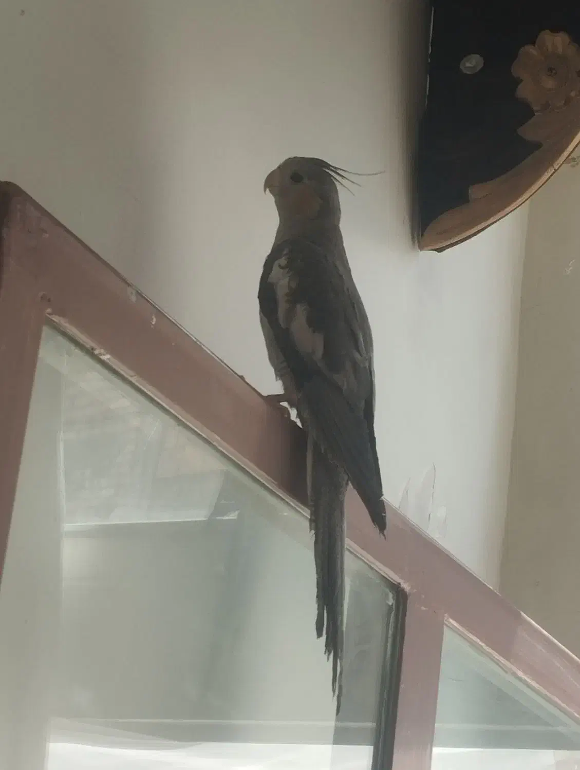 عروس هندی|پرنده|ابریشم, |دیوار