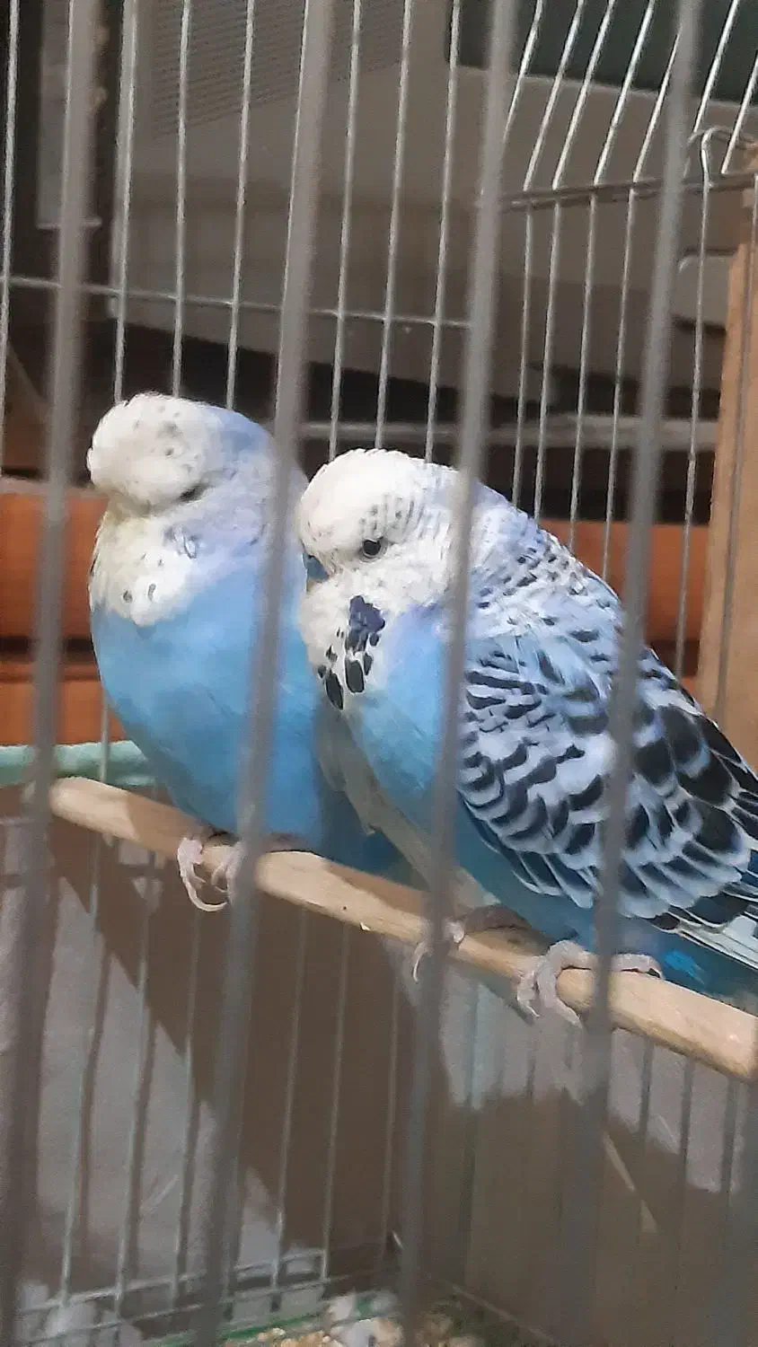 مرغ عشق|پرنده|مسجد سلیمان, |دیوار