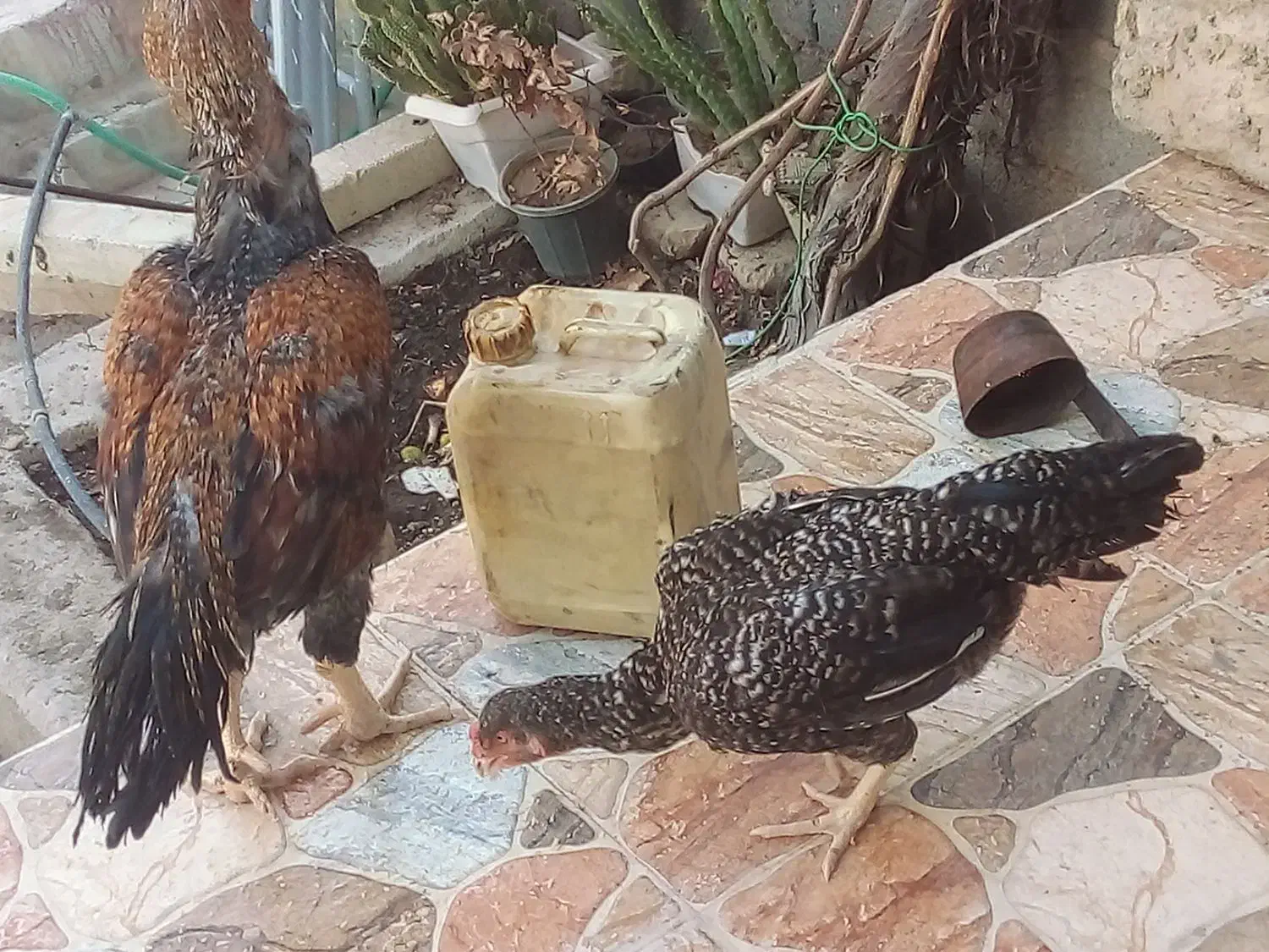 فروش مرغ و خروس لاری|پرنده|جویم, |دیوار