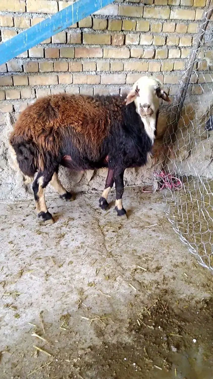 قوچ|حیوانات مزرعه|فیروزآباد (لرستان), |دیوار