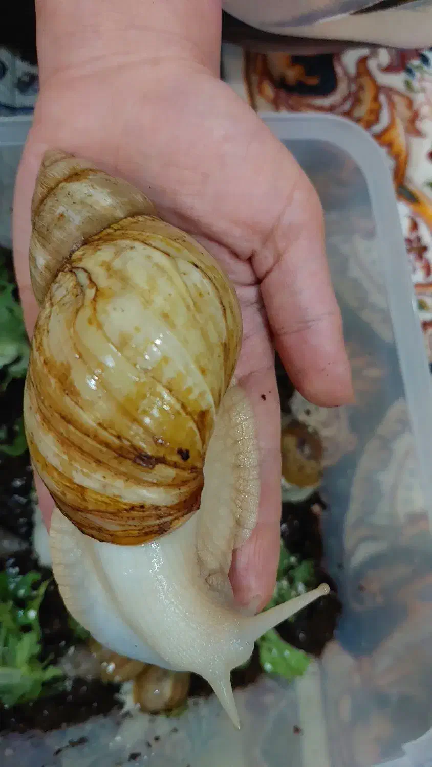 حلزون آچاتینا|خزنده|تهران, بریانک|دیوار