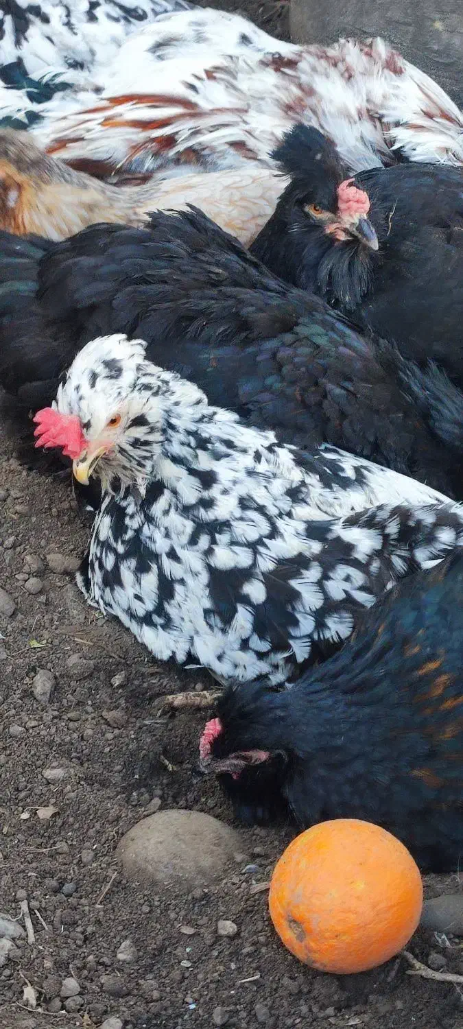 گلین مرغ|حیوانات مزرعه|سرخنکلاته, |دیوار