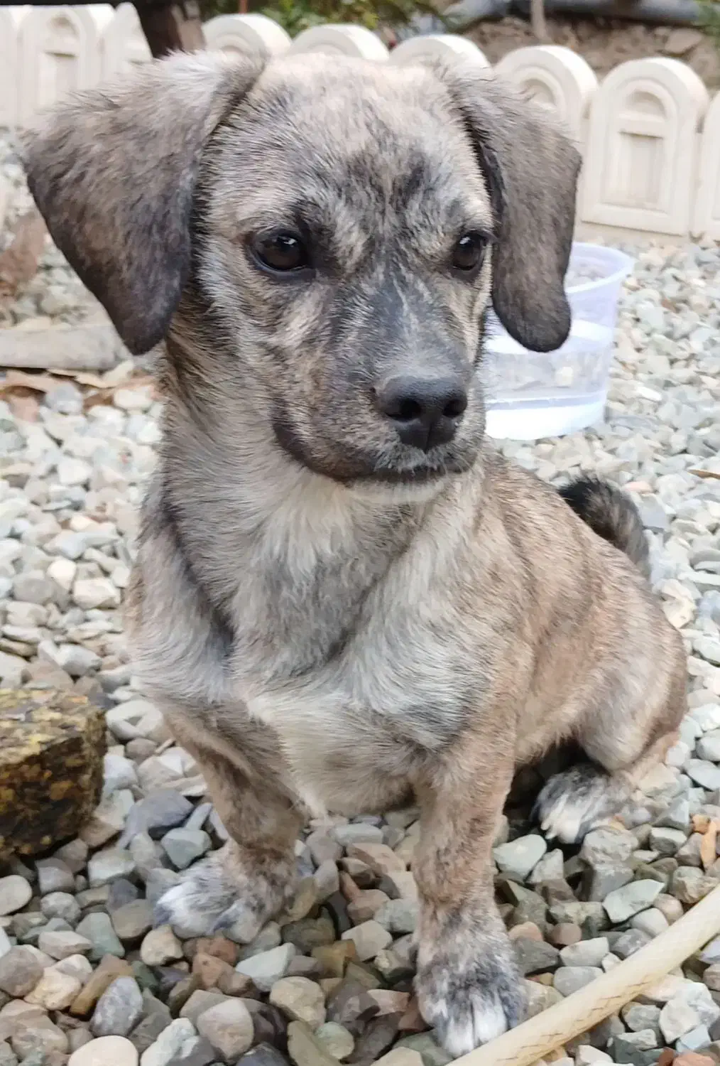 سگ پاکوتاه خانگی|سگ|چهاردانگه (تهران), |دیوار