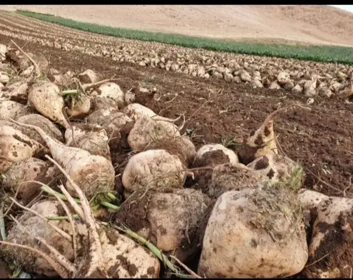 فروش چقندر|خدمات باغبانی و درختکاری|ورامین, ورامین|دیوار