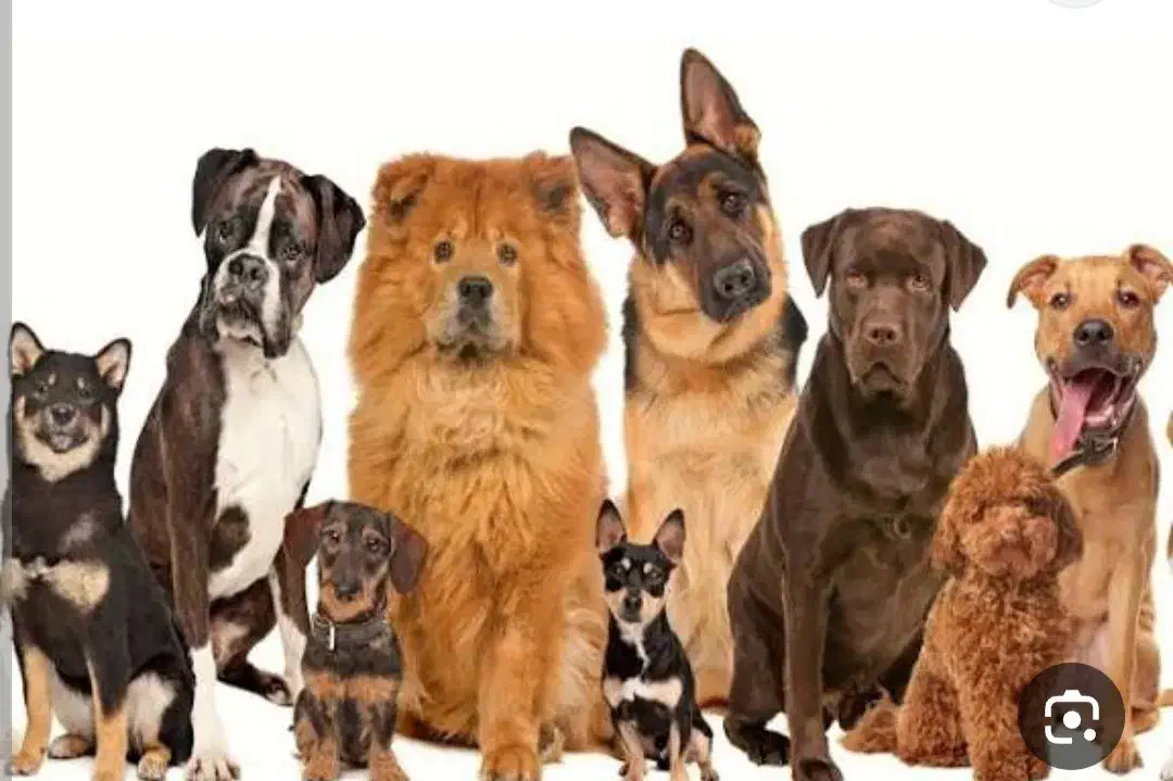 سگ پیدا شده|حیوانات|زنجان, |دیوار