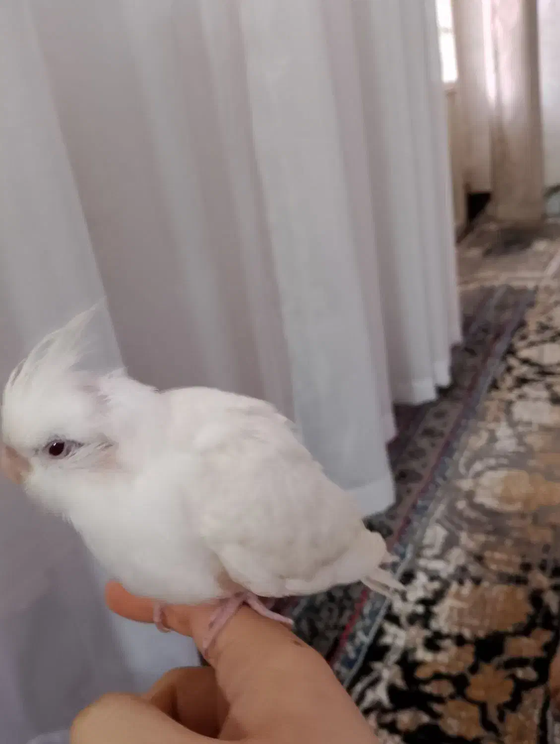 جوجه آلبینو|پرنده|خمین, |دیوار