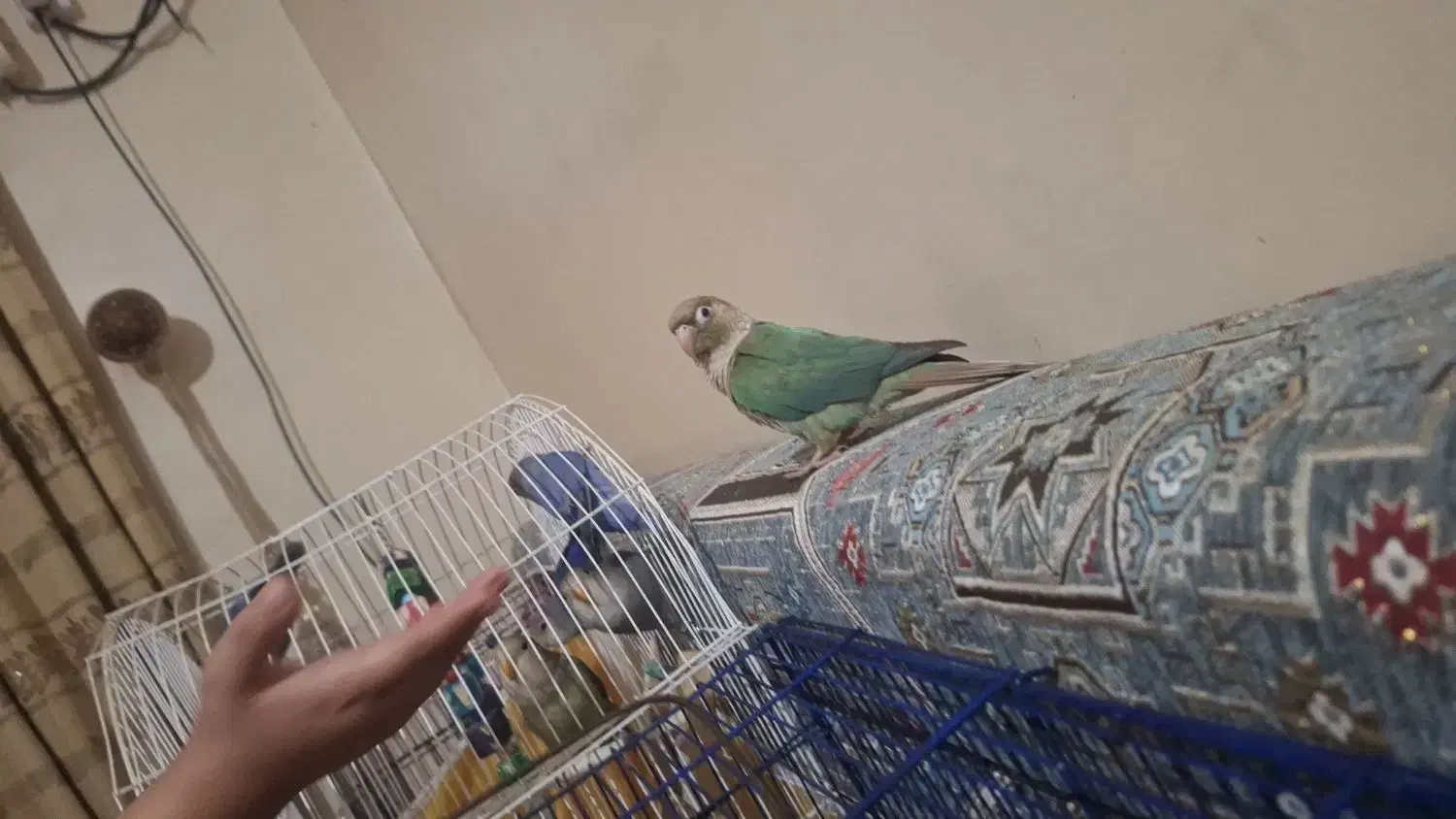 سلام این طوطی|حیوانات|خرمشهر, |دیوار