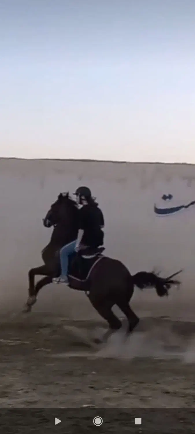 اسب نریون|اسب و تجهیزات اسب‌سواری|خمینی‌شهر, |دیوار