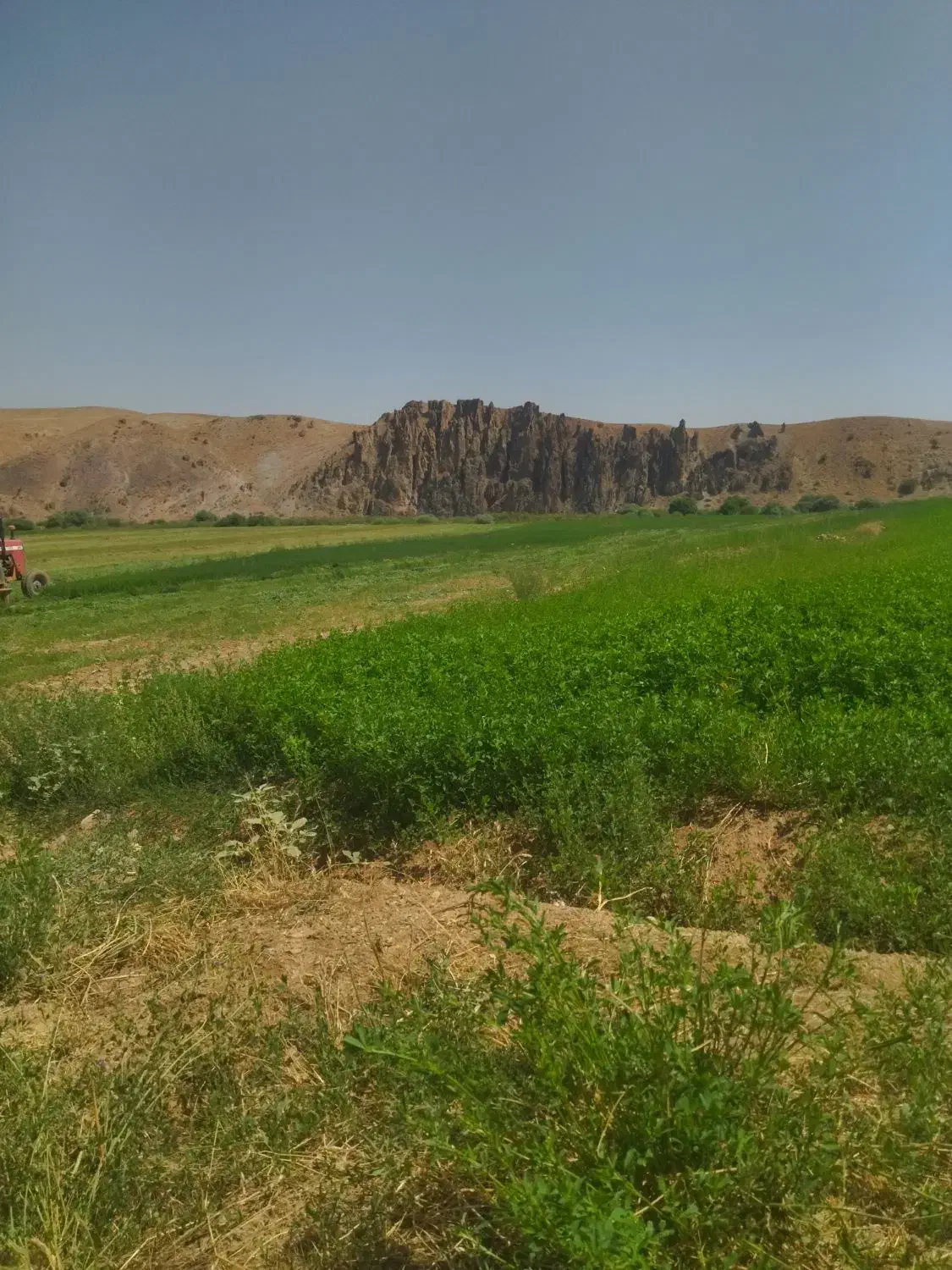 یونجه خرمنکوب شده|حیوانات مزرعه|دیواندره, |دیوار