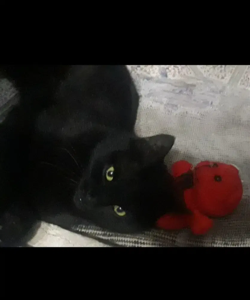 گربه گمشده|حیوانات|تبریز, |دیوار