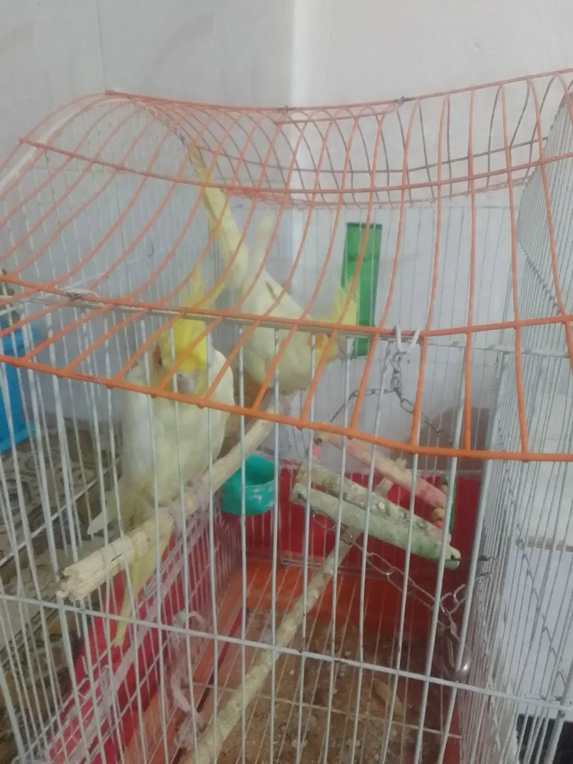 عروس هلندی|پرنده|زبرخان, |دیوار