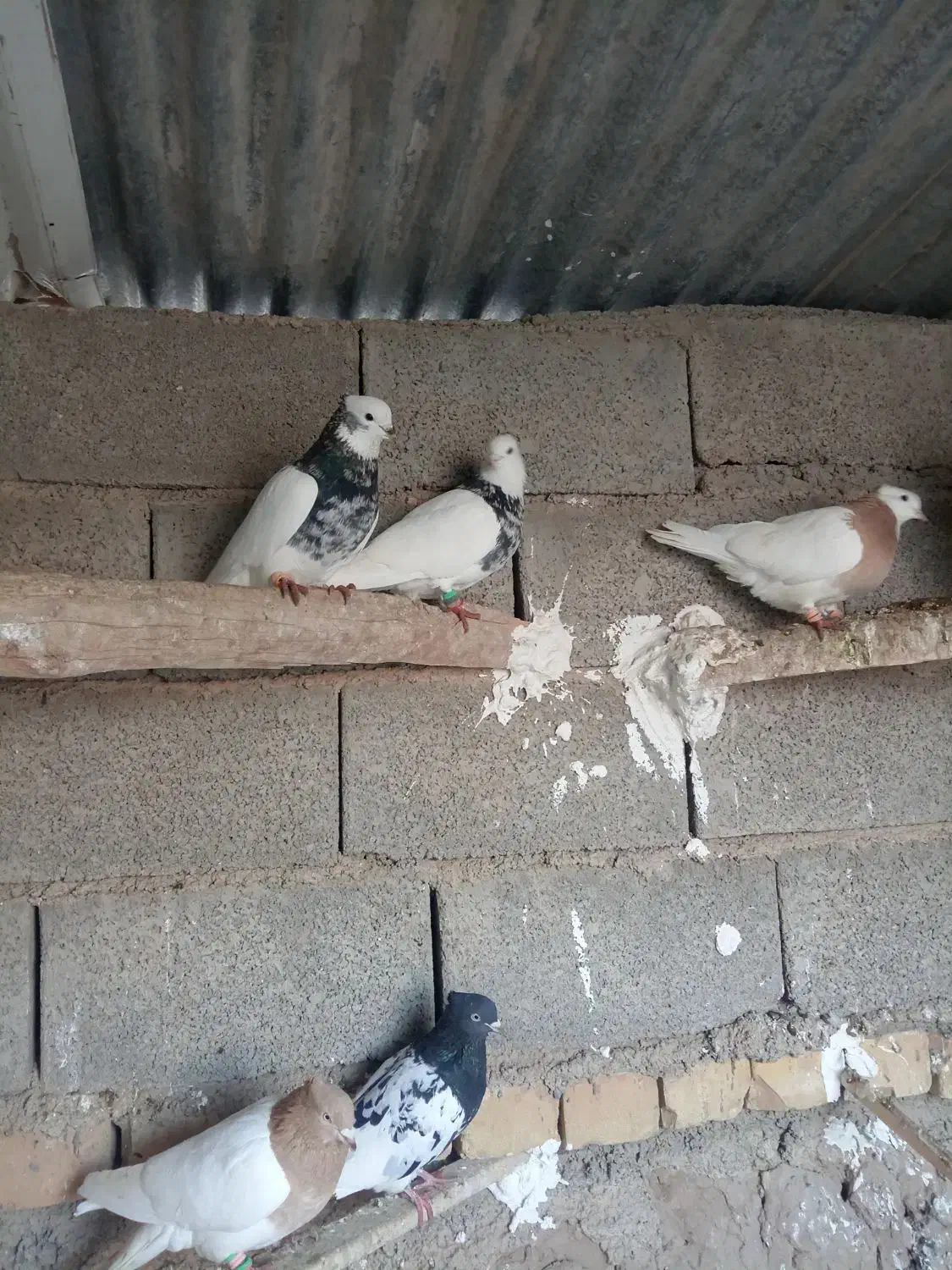 طوقی  کله|پرنده|نیشابور, مازول|دیوار