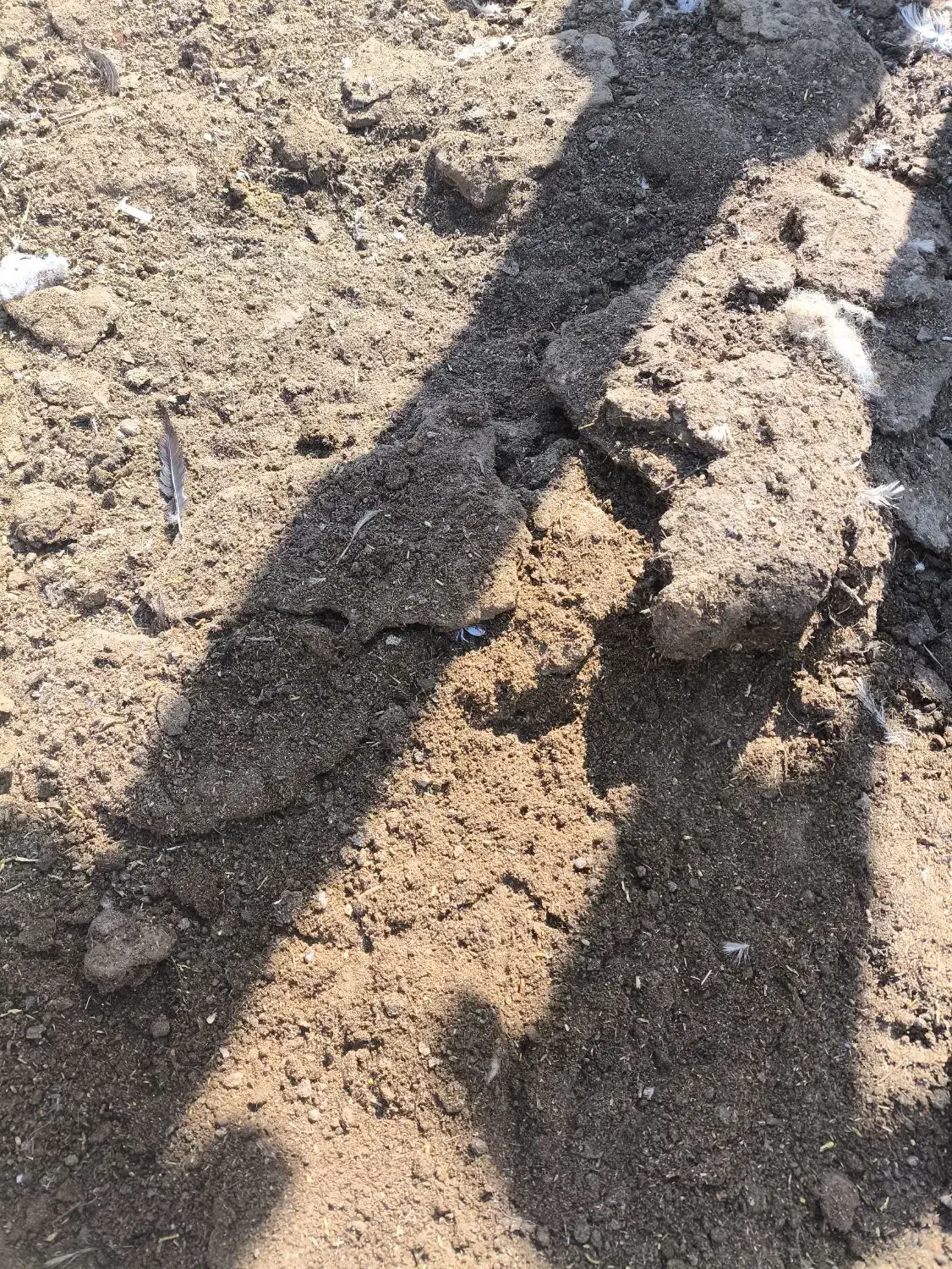 کود مرغی|خدمات باغبانی و درختکاری|زاهدان, |دیوار