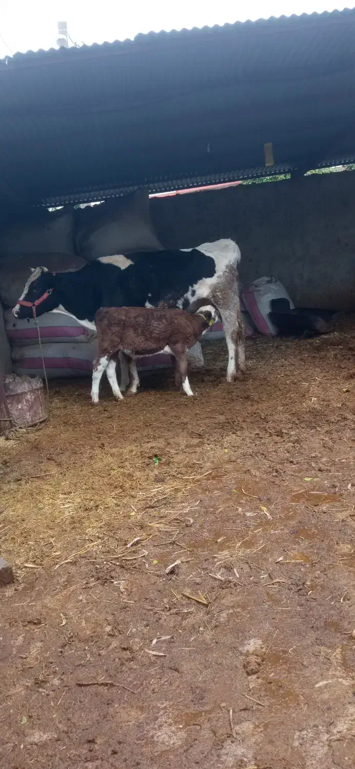 گاو|حیوانات مزرعه|شیراز, حومه شیراز|دیوار