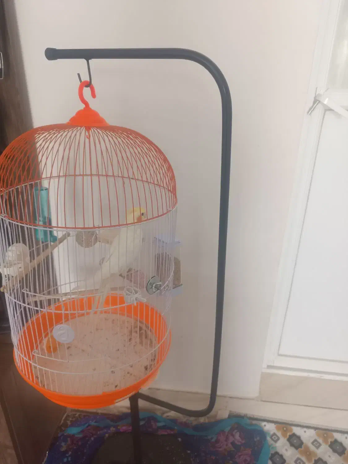 عروس|پرنده|طبس, |دیوار