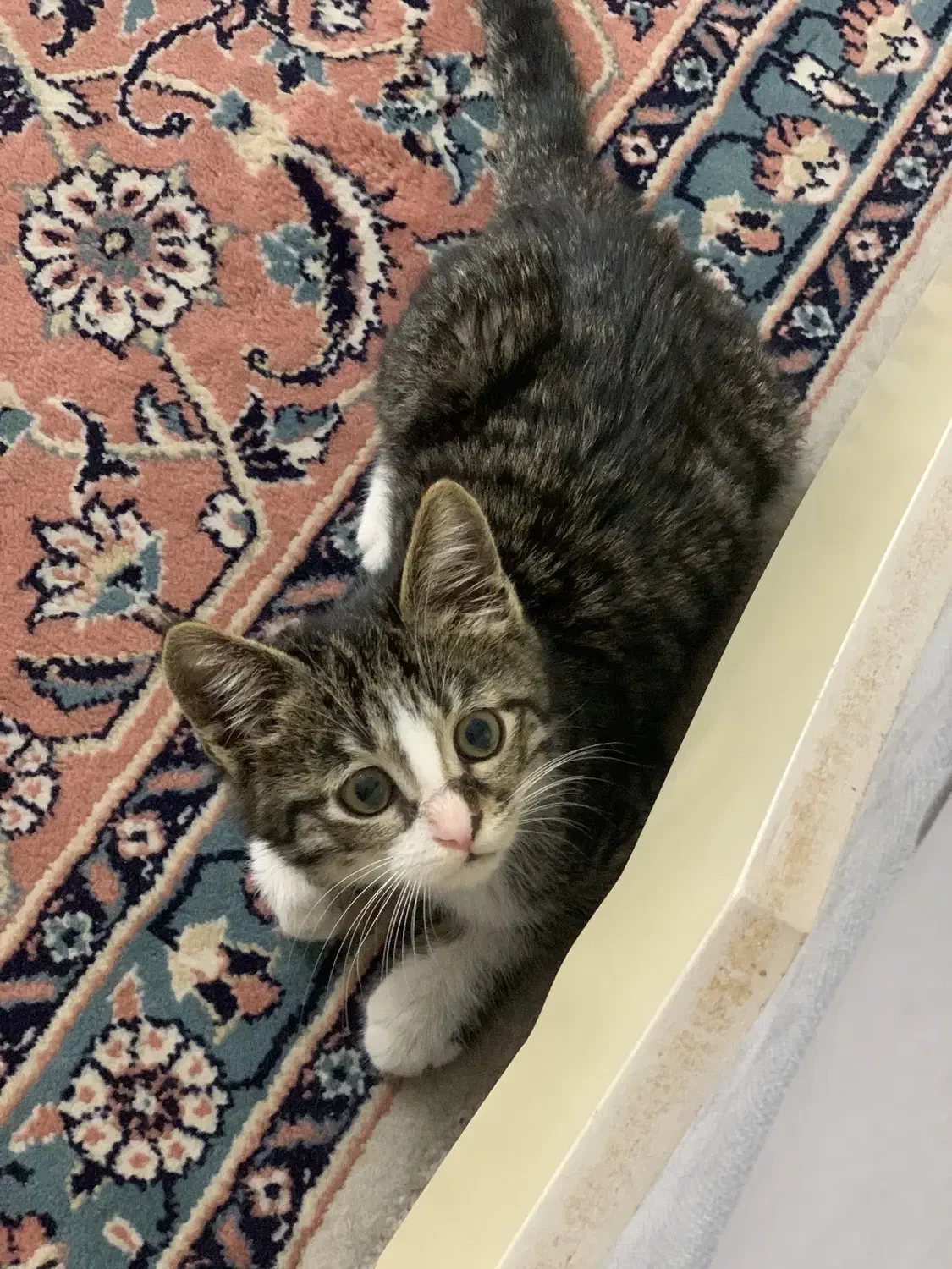 گمشده|حیوانات|کرج, حیدرآباد|دیوار